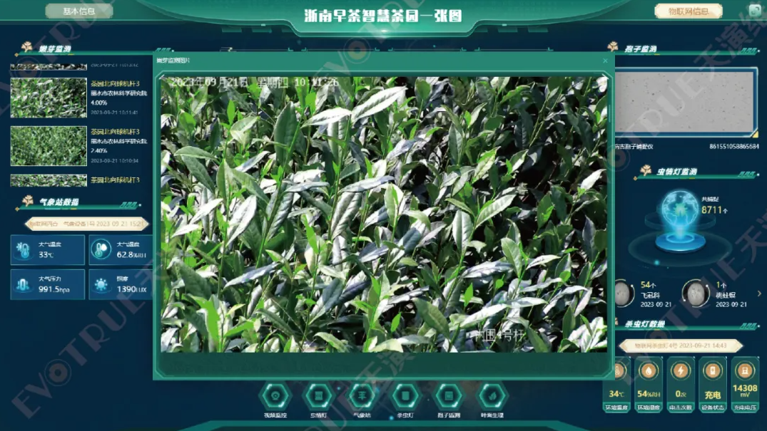 早茶.png